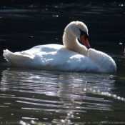 Photo de Cygne