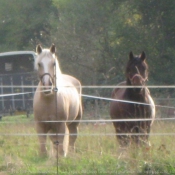 Photo de Races diffrentes