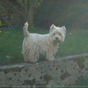 Photo de West highland white terrier