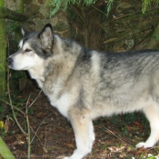 Photo de Malamute de l'alaska