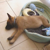 Photo de Berger belge malinois