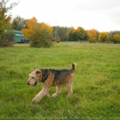 Photo d'Airedale terrier