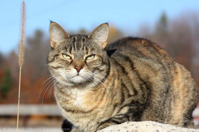 Photo de Chat domestique