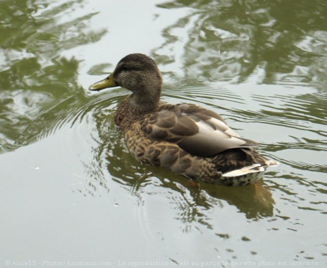 Photo de Canard