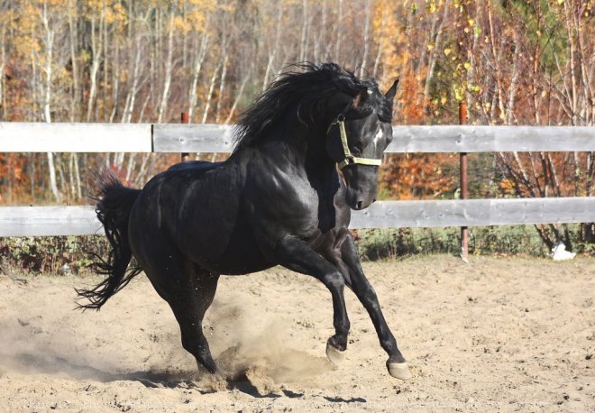 Photo de Quarter horse