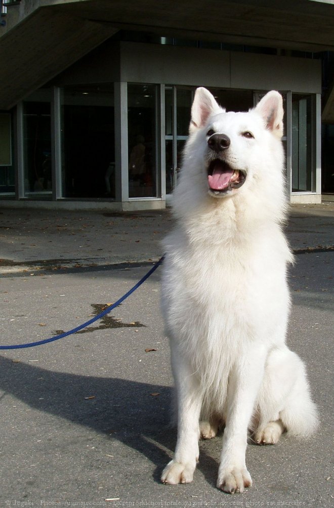 Photo de Berger blanc suisse