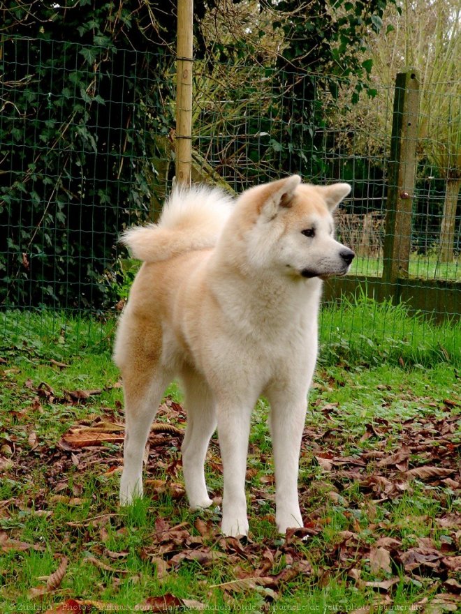 Photo d'Akita inu