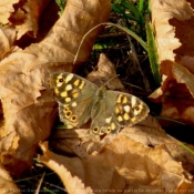 Photo de Papillon