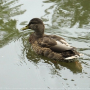 Photo de Canard