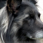 Photo de Berger belge malinois