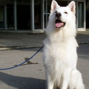 Photo de Berger blanc suisse