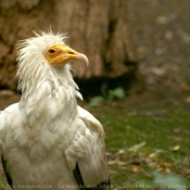 Photo de Vautour percnoptere