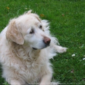 Photo de Golden retriever