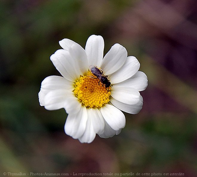 Photo d'Abeille