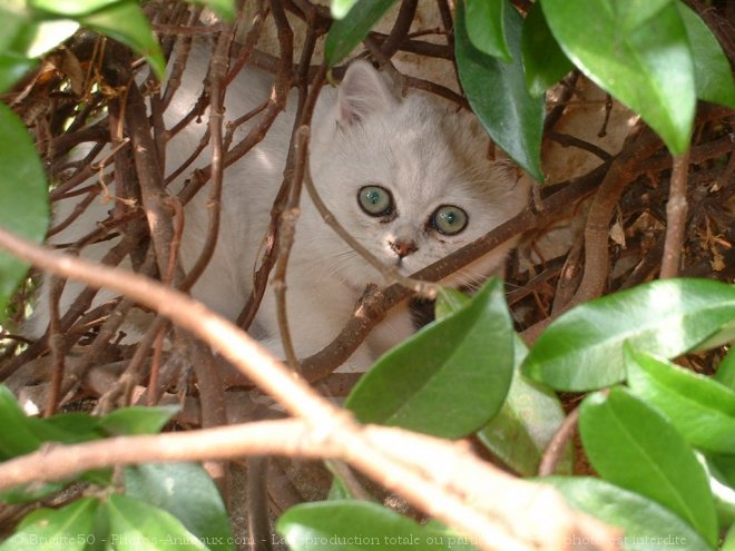 Photo d'Exotic shorthair