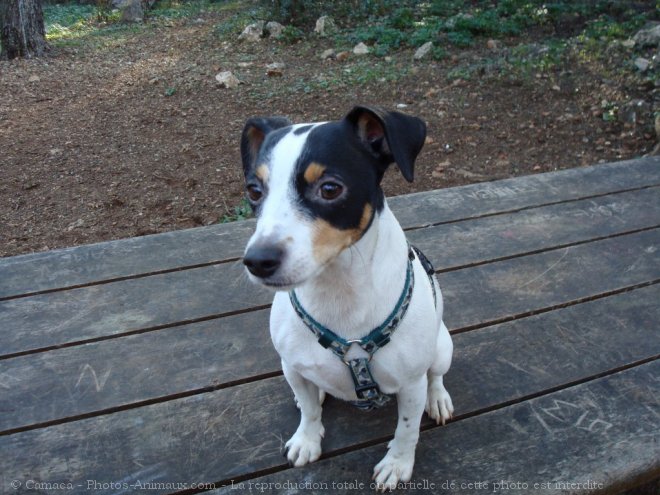 Photo de Jack russell terrier