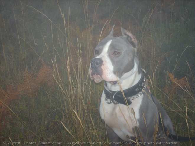 Photo d'American staffordshire terrier