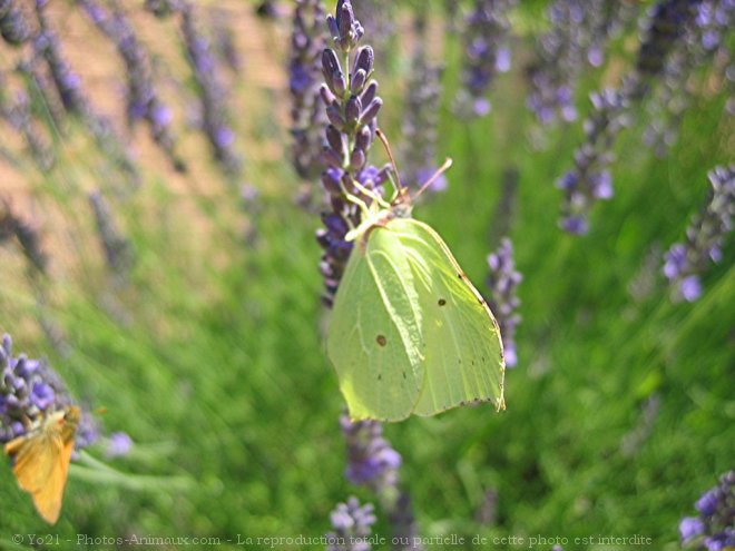 Photo de Papillon