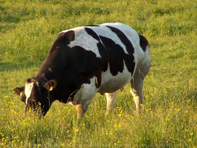 Photo de Vache