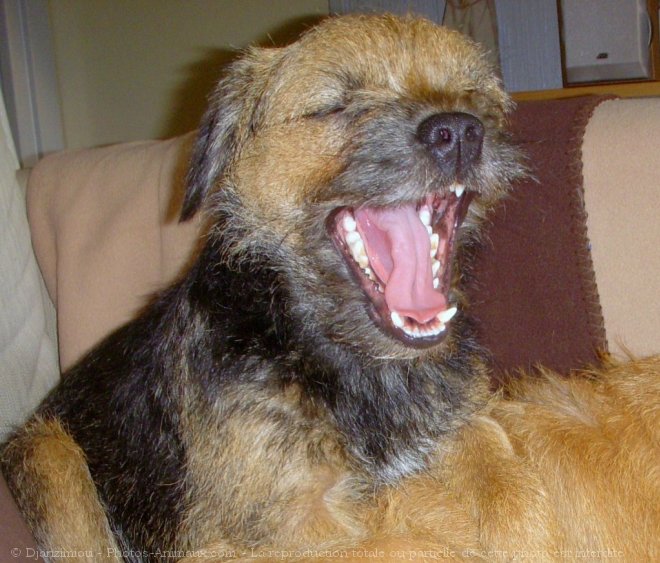 Photo de Border terrier