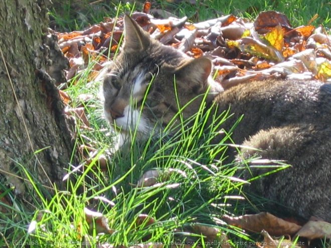 Photo de Chat domestique