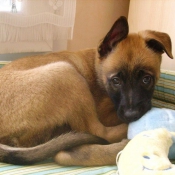 Photo de Berger belge malinois