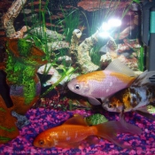 Photo de Poissons rouges