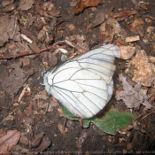 Photo de Papillon