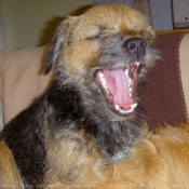 Photo de Border terrier