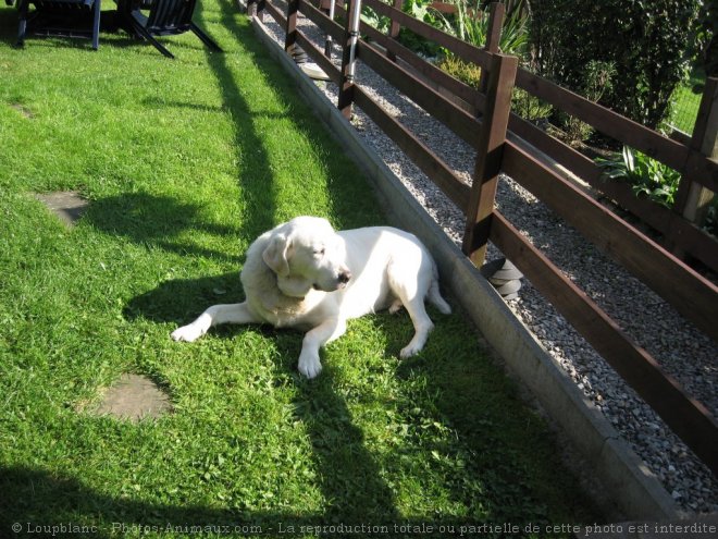 Photo de Labrador retriever