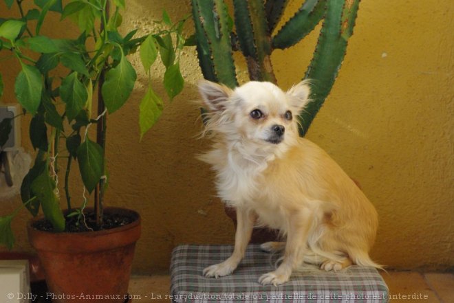 Photo de Chihuahua  poil long