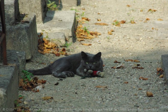 Photo de Chat domestique