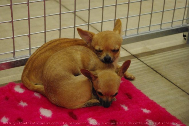 Photo de Chihuahua  poil court