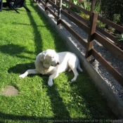 Photo de Labrador retriever