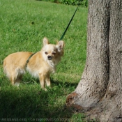 Photo de Chihuahua  poil long