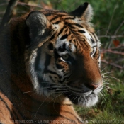 Photo de Tigre