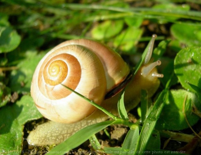 Photo d'Escargot