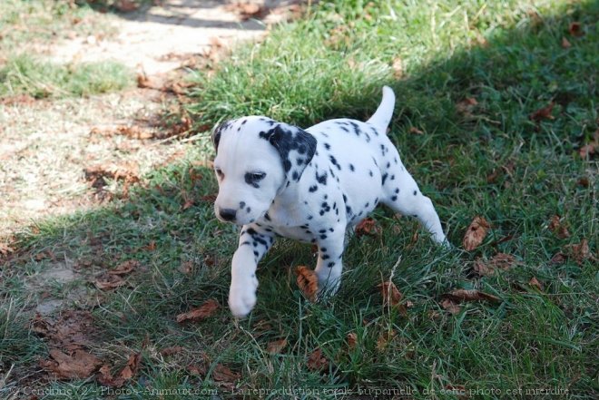 Photo de Dalmatien