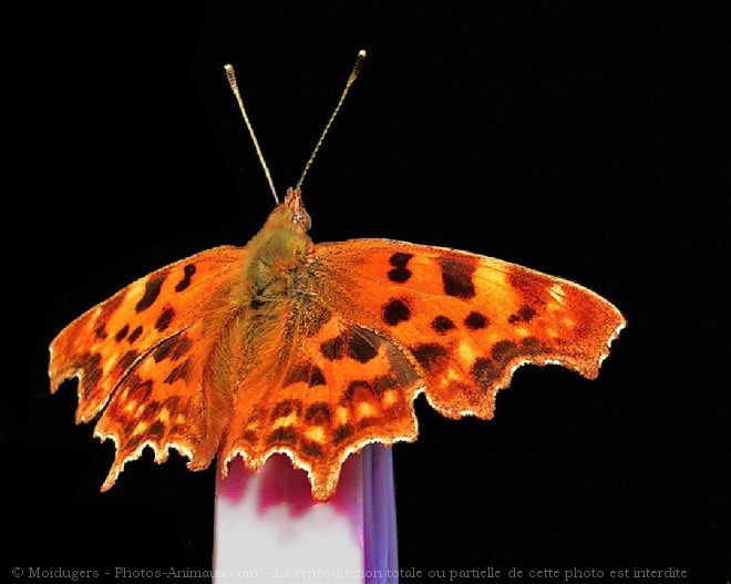 Photo de Papillon