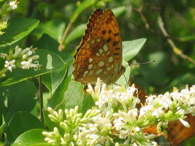 Photo de Papillon