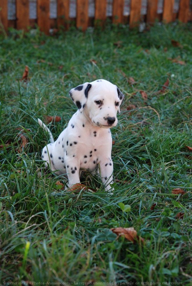 Photo de Dalmatien