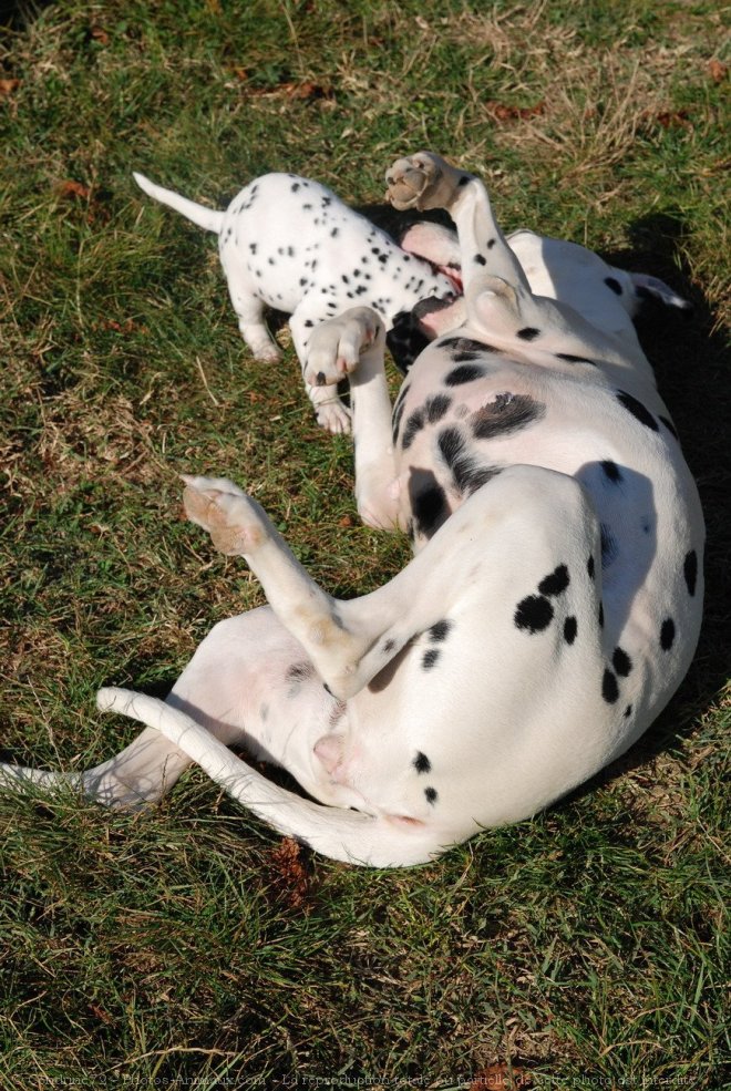 Photo de Dalmatien