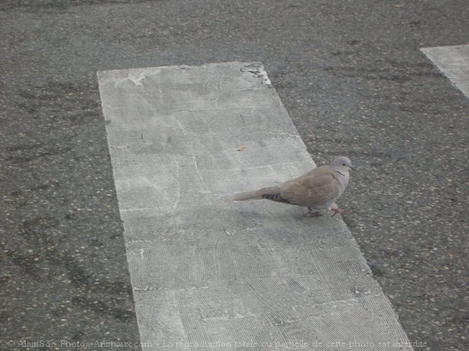 Photo de Pigeon