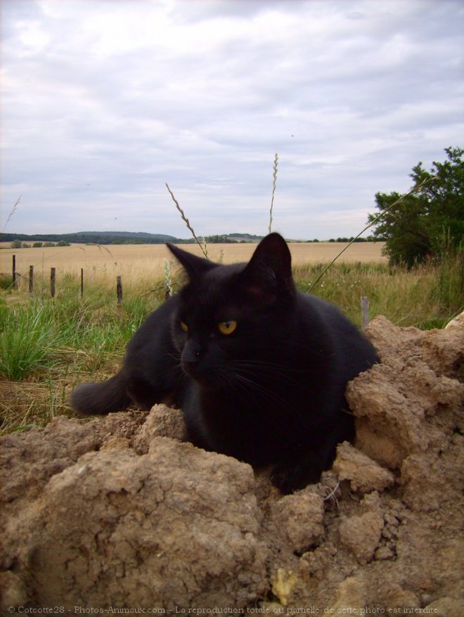 Photo de Chat domestique