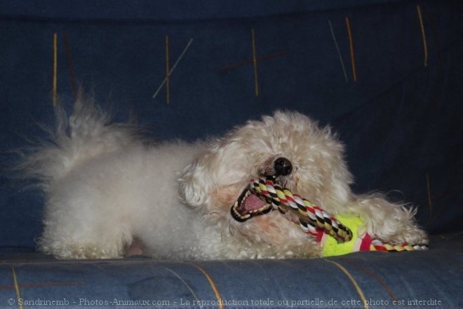 Photo de Bichon maltais