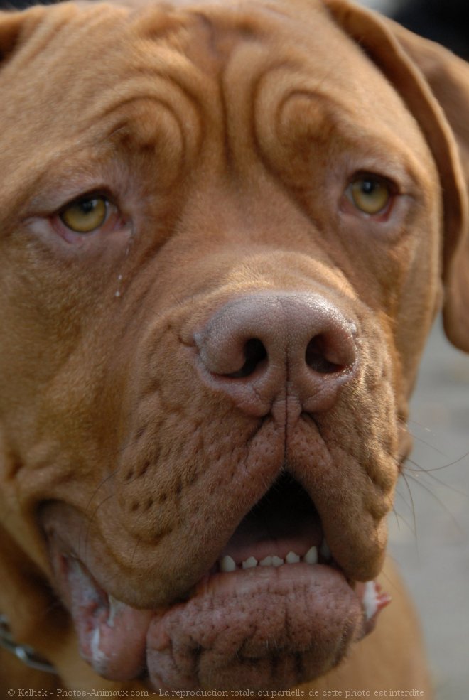 Photo de Dogue de bordeaux