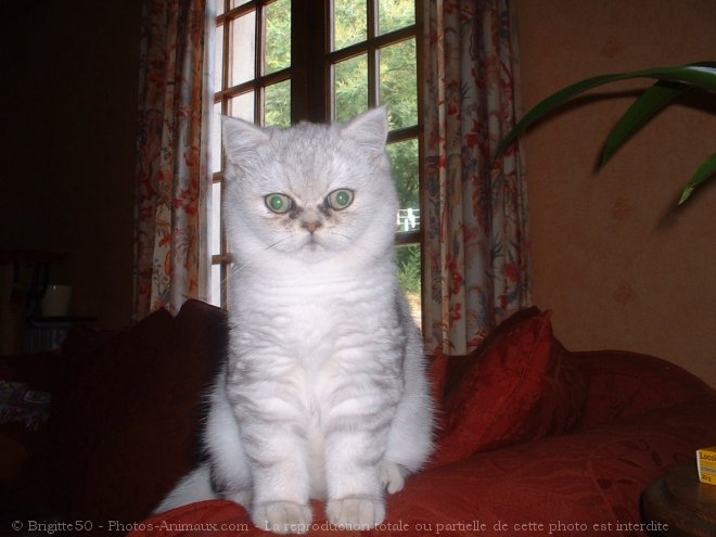 Photo d'Exotic shorthair