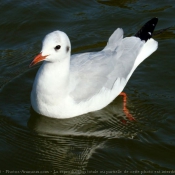 Photo de Mouette