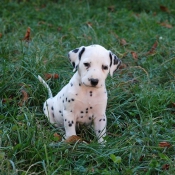 Photo de Dalmatien