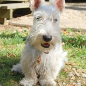 Photo de Scottish terrier